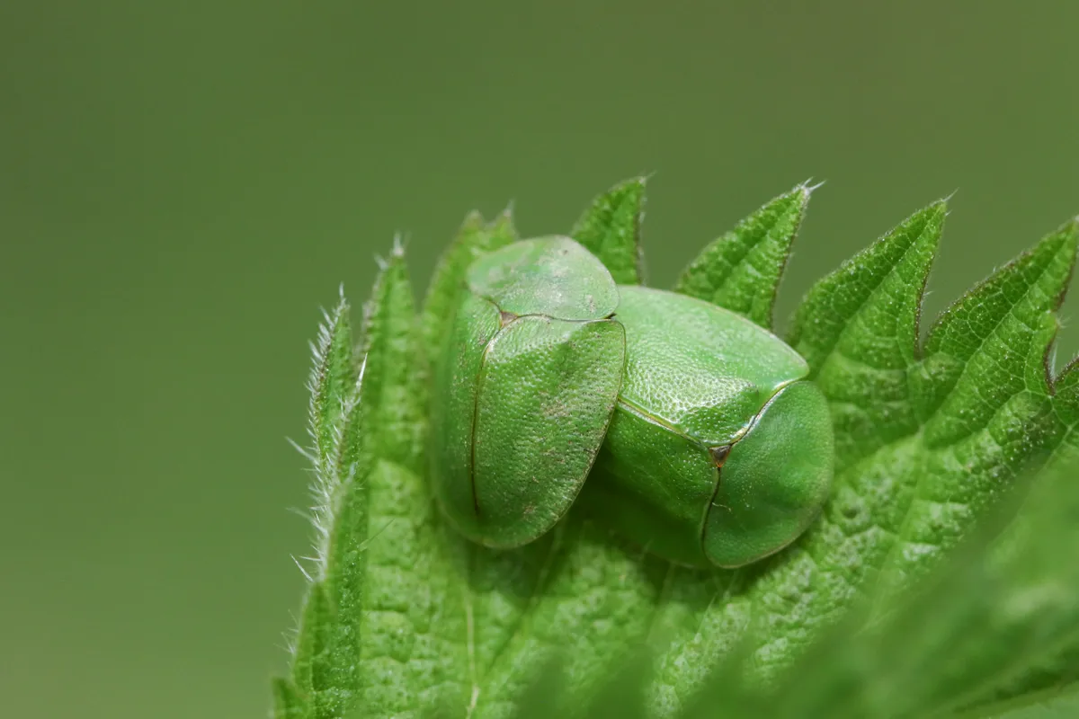 Two Green Tortoise Beetle, Cassida viridis, on a stinging nettle leaf .