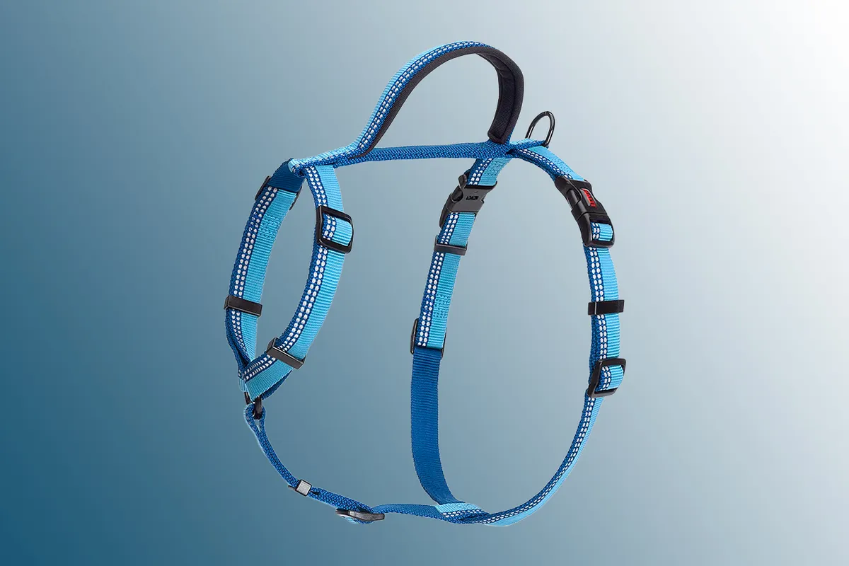 HALTI Walking Harness on a blue background