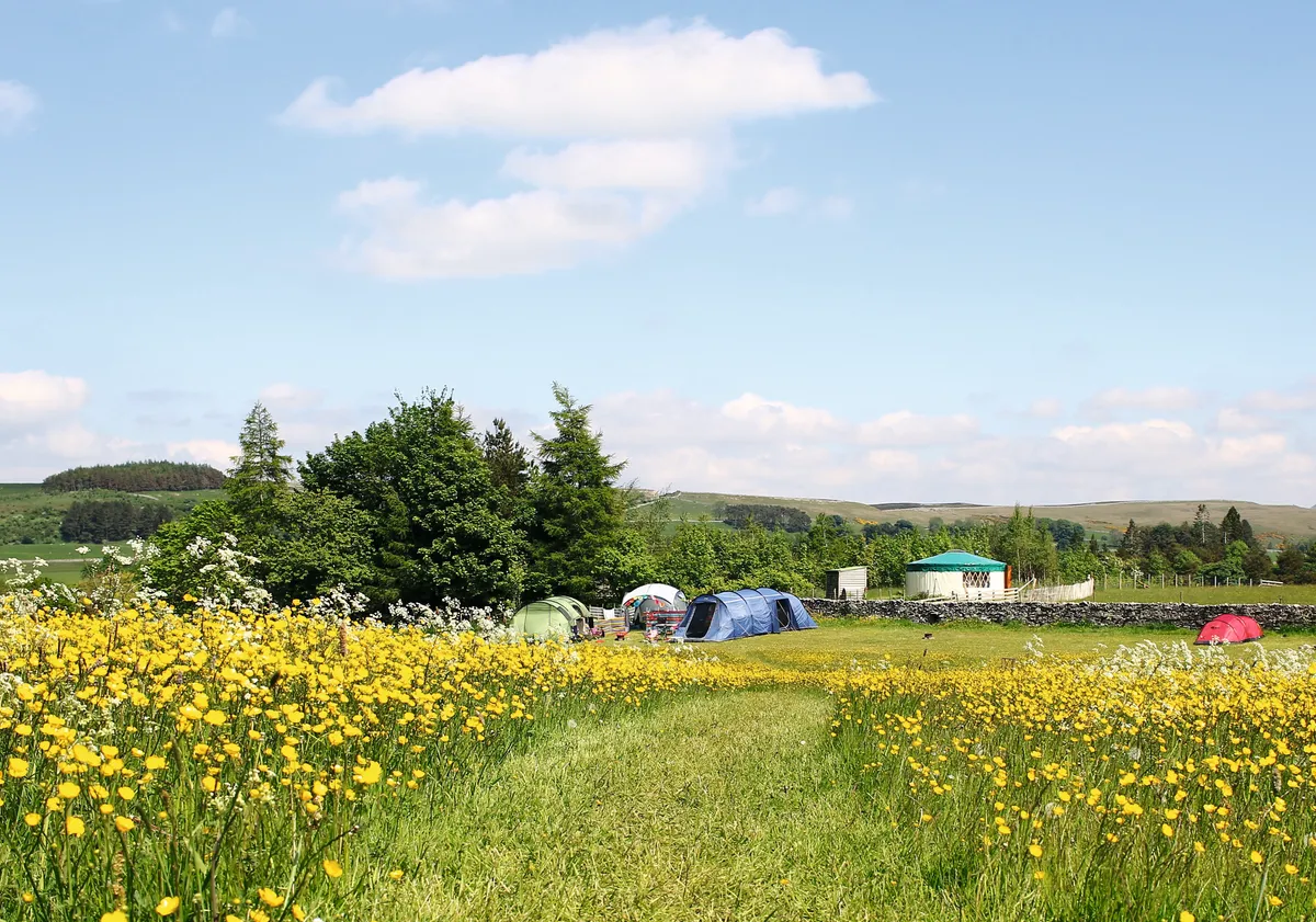 Tents in a field among wildflowers at Low Greenside a farm in Cumbria's beautiful Eden Valley