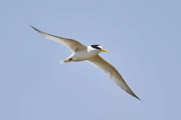 Little tern in flight with blue sky behind