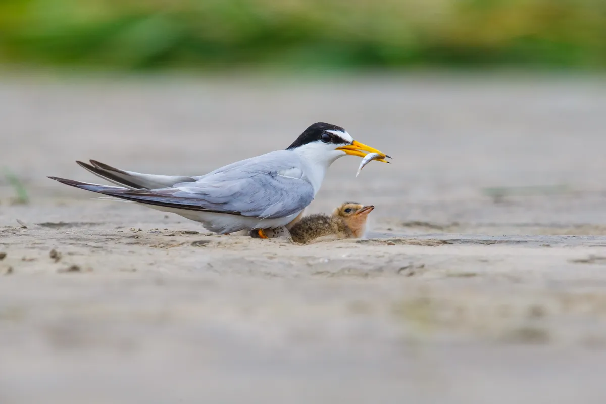 Little tern and chick sitting on the sand