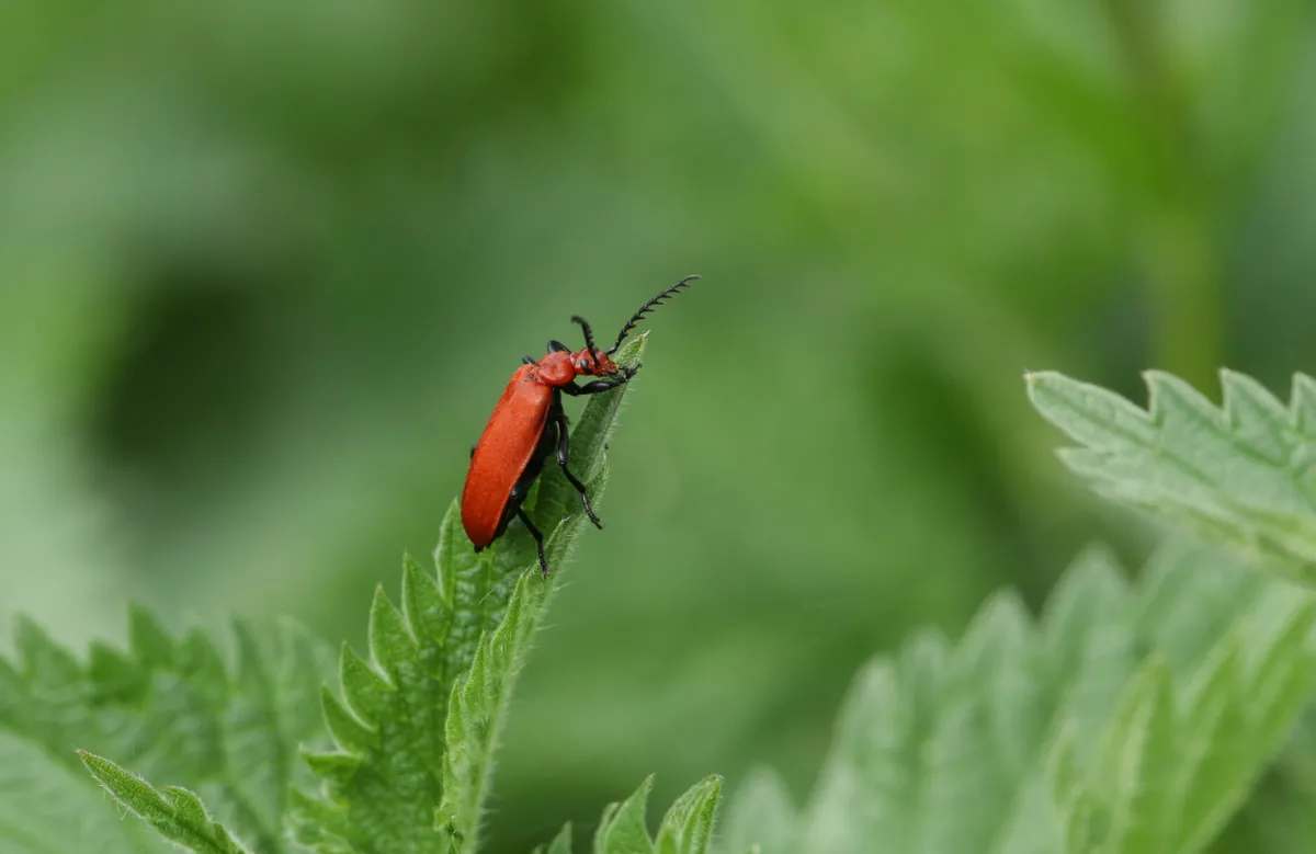 Red-headed Cardinal Beetle (Pyrochroa serraticornis) perched on top of a stinging nettle leaf.