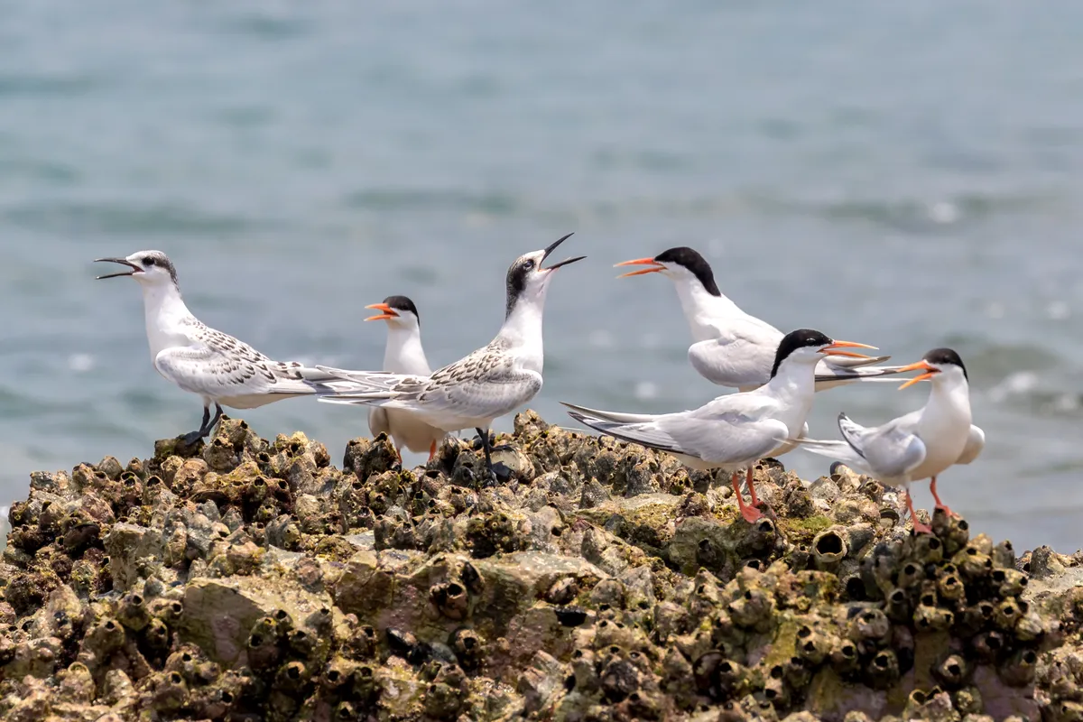 Roseate tern adults and juveniles perching on stone