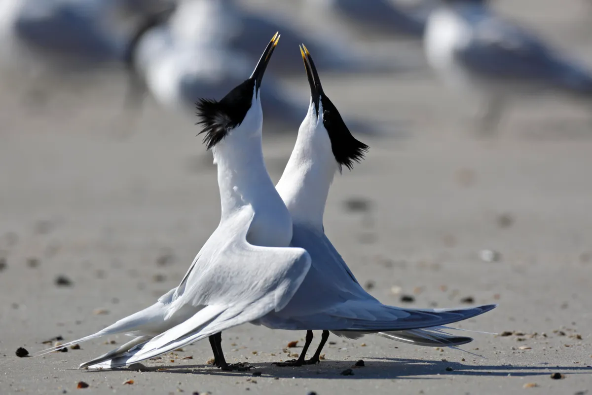 Sandwich tern courting on a beach