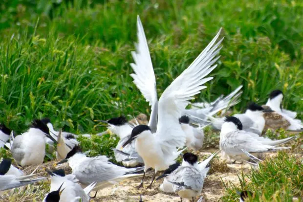 Group of sandwich terns on the Farne Islands with some carrying sand eels back to their chicks