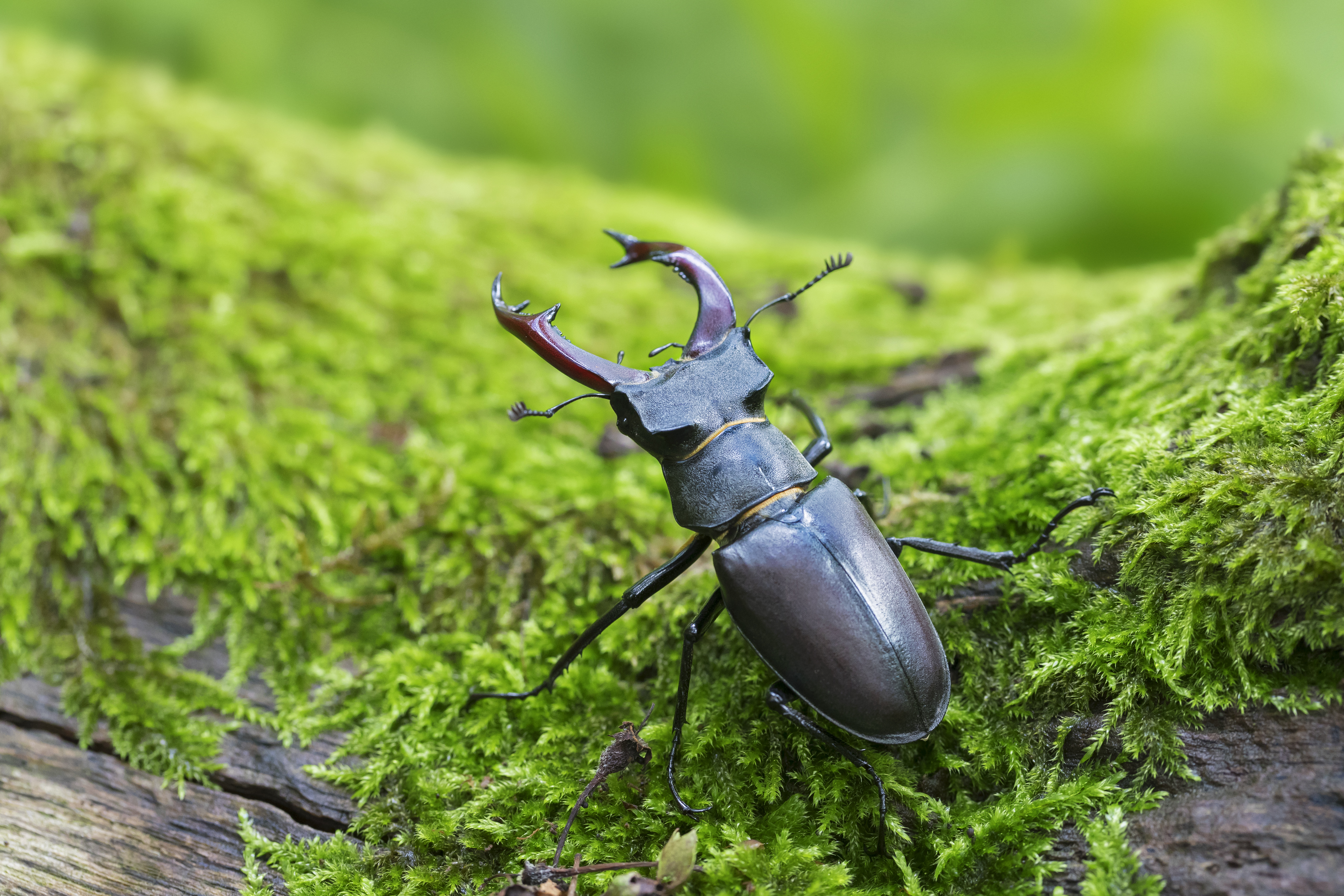 British beetle guide: where to see and how to identify these