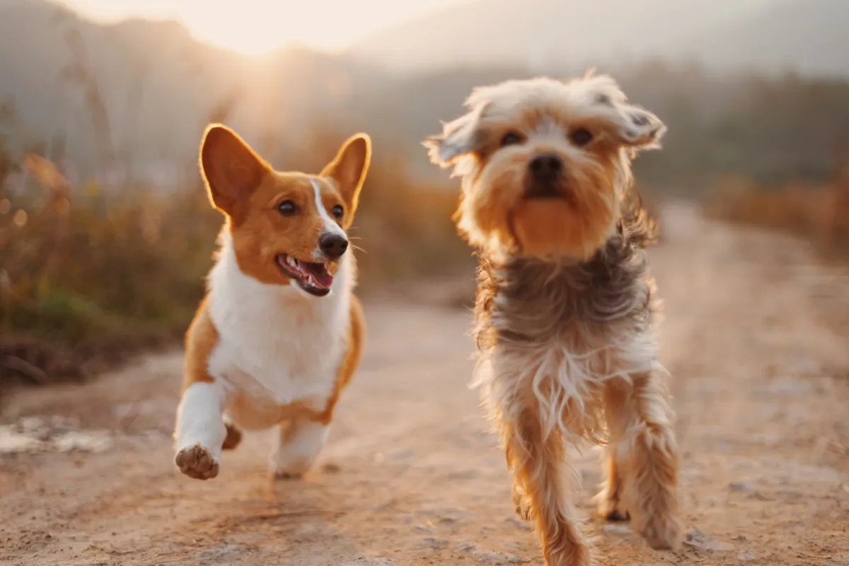 Two dogs running in sunset