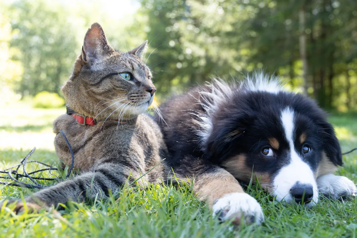 Cat and dog on green background