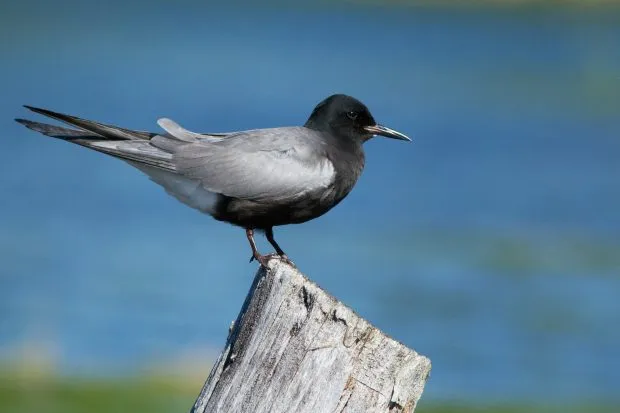 Black tern perched on a stump by the coast