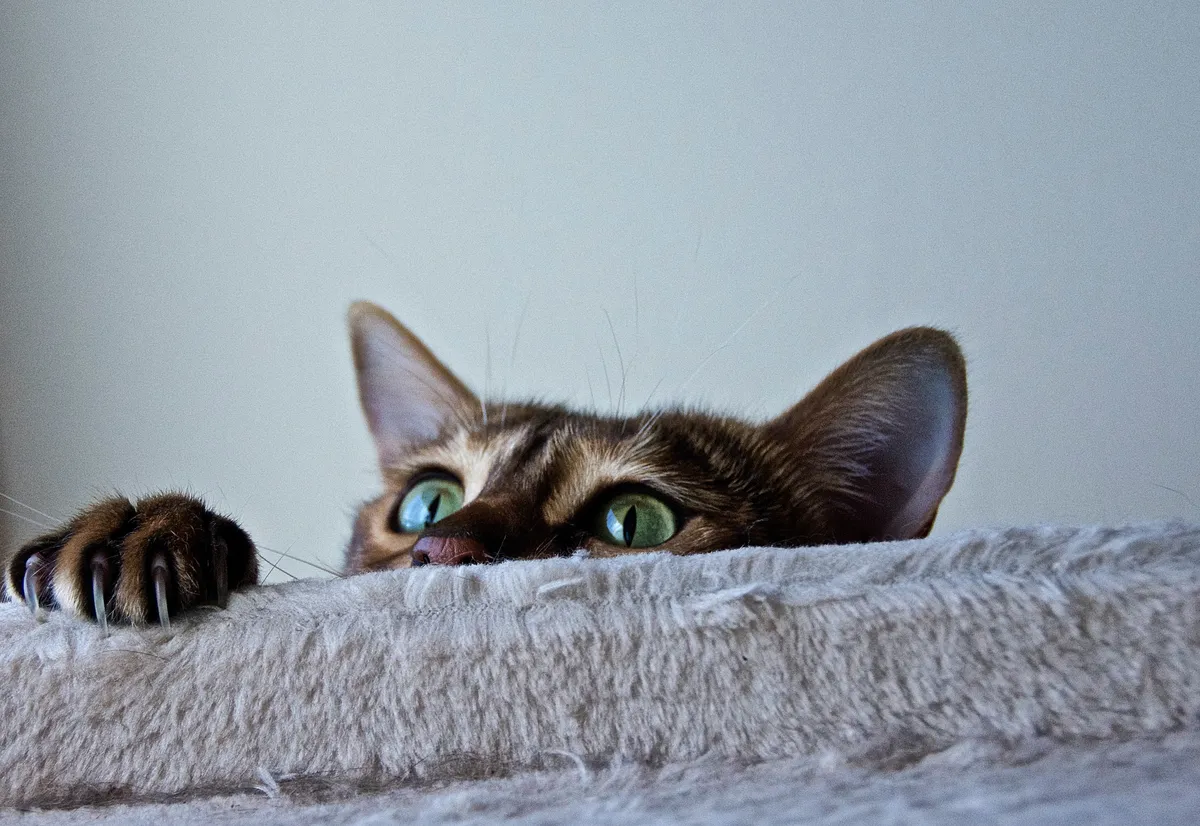 Cat peeping over grey background
