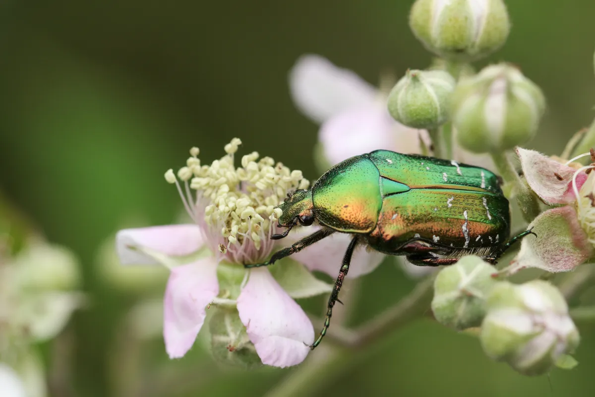 A Rose Chafer or Green rose Chafer Beetle, Cetonia aurata, pollinating a Blackberry flower.