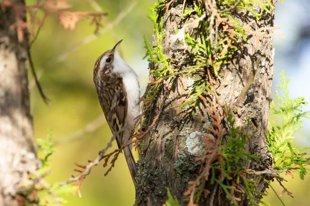 Eurasian treecreeper bird climbing a tree looking for insects to eat