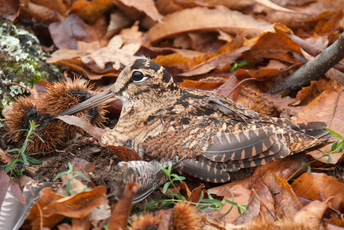 Eurasian woodcock camouflaged among the leaves in autumn