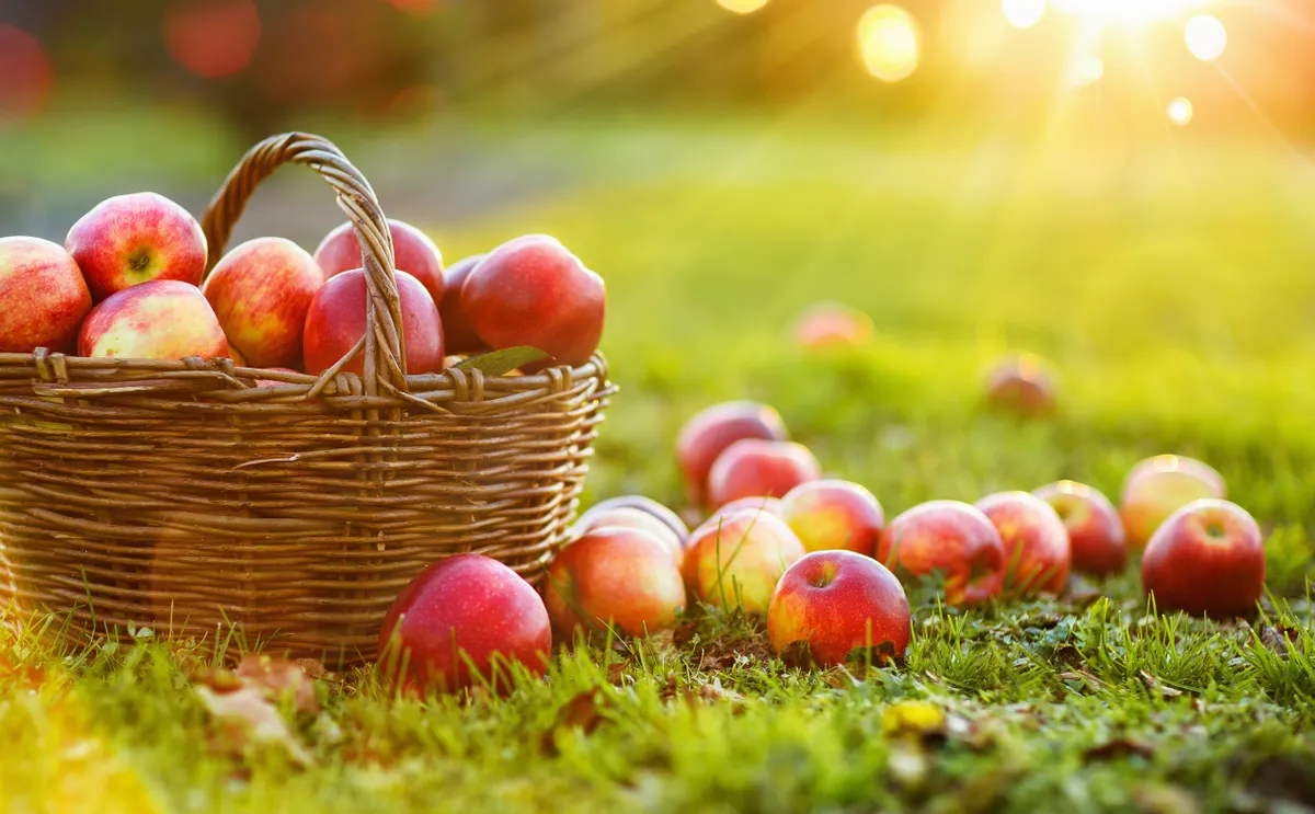 Apples in a basket outdoors on the grass with sunshine in background