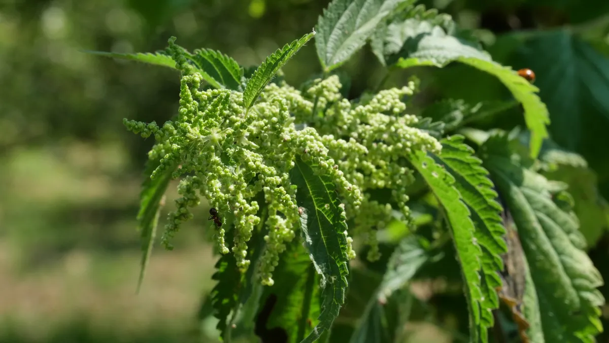 Green nettle seeds hanging in bunches from the plant