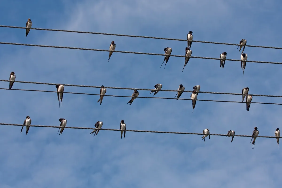 Many swallows sitting on telegraph wires
