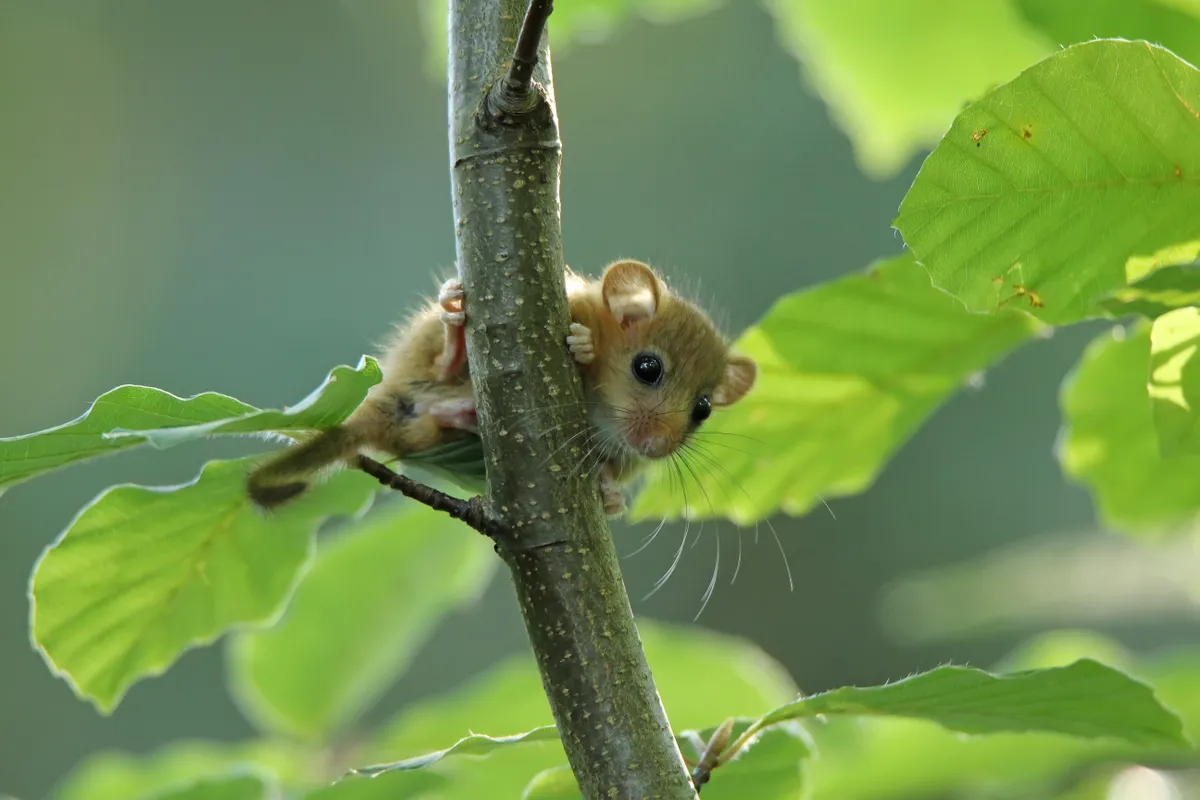 A young hazel dormouse peering out through the leaves of a beech tree in Leigh Woods in Bristol