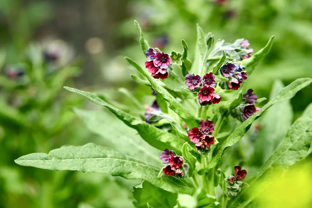 small herbaceous plant with red flowers