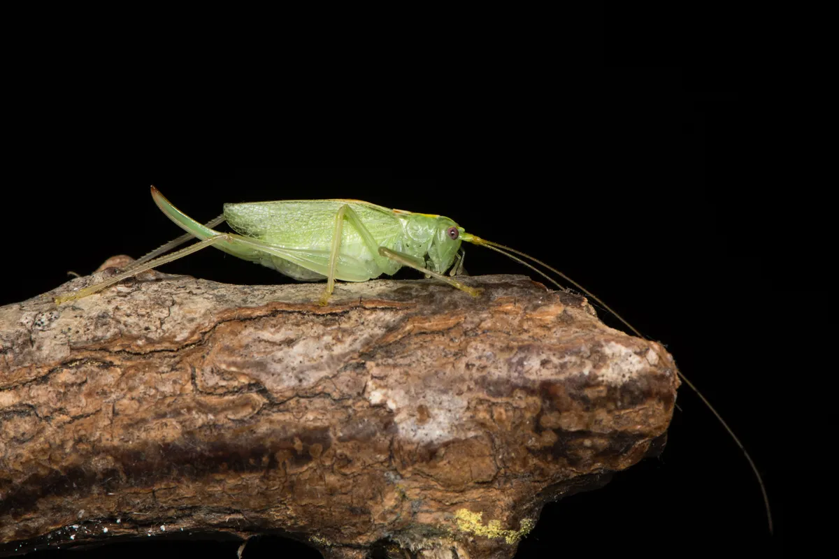 Adult female British cricket on a branch against black background