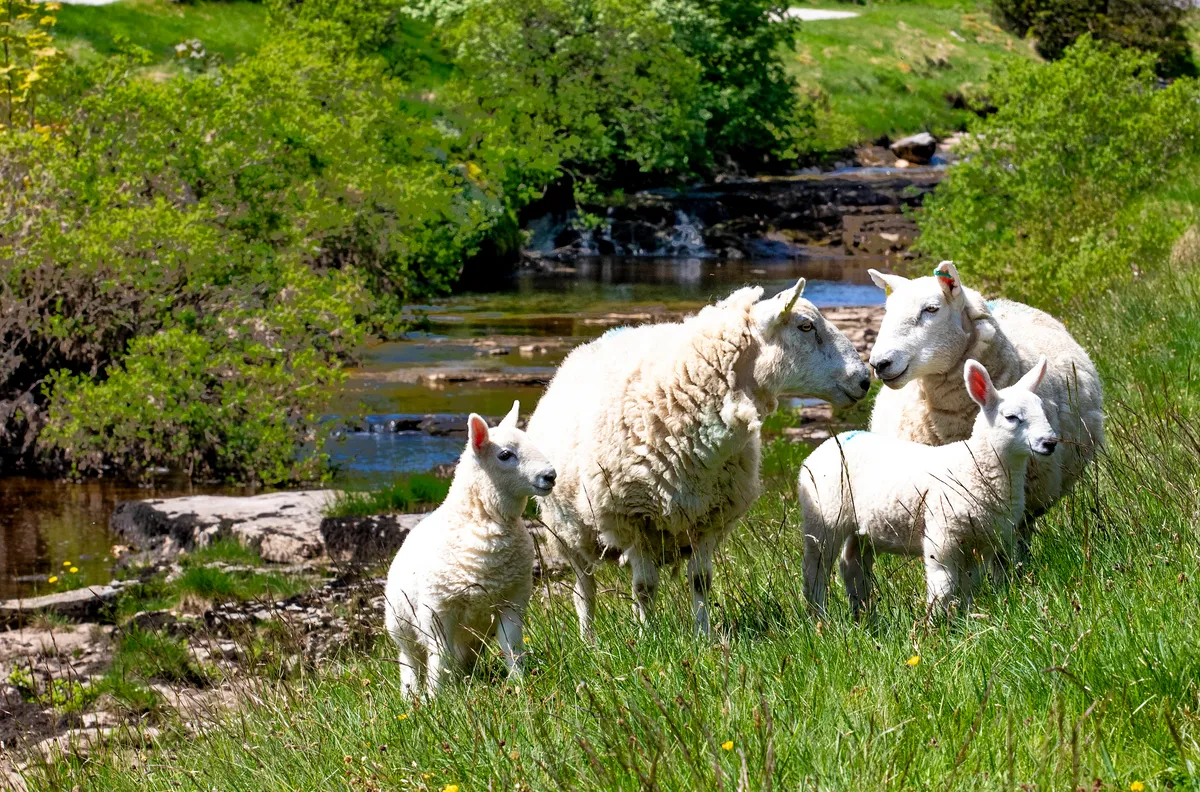 Sheep and stream on a Pennine Way