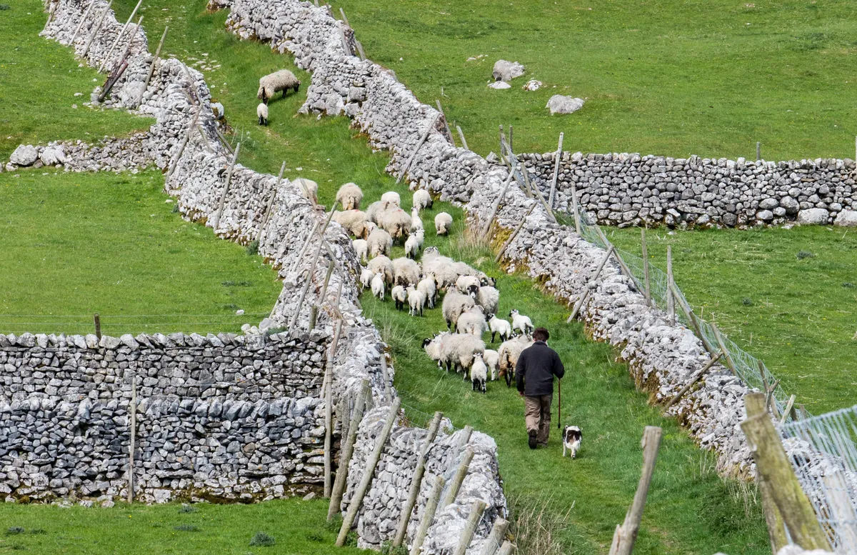 Farmer and sheep on the Pennine Way