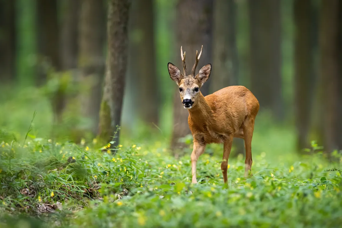 Roe deer walking through the forest between flowers with trees in the background