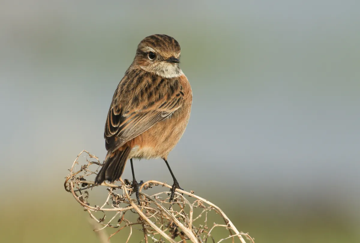Stonechat, Saxicola rubicola, perching on a plant. It has been hunting for insects to eat.