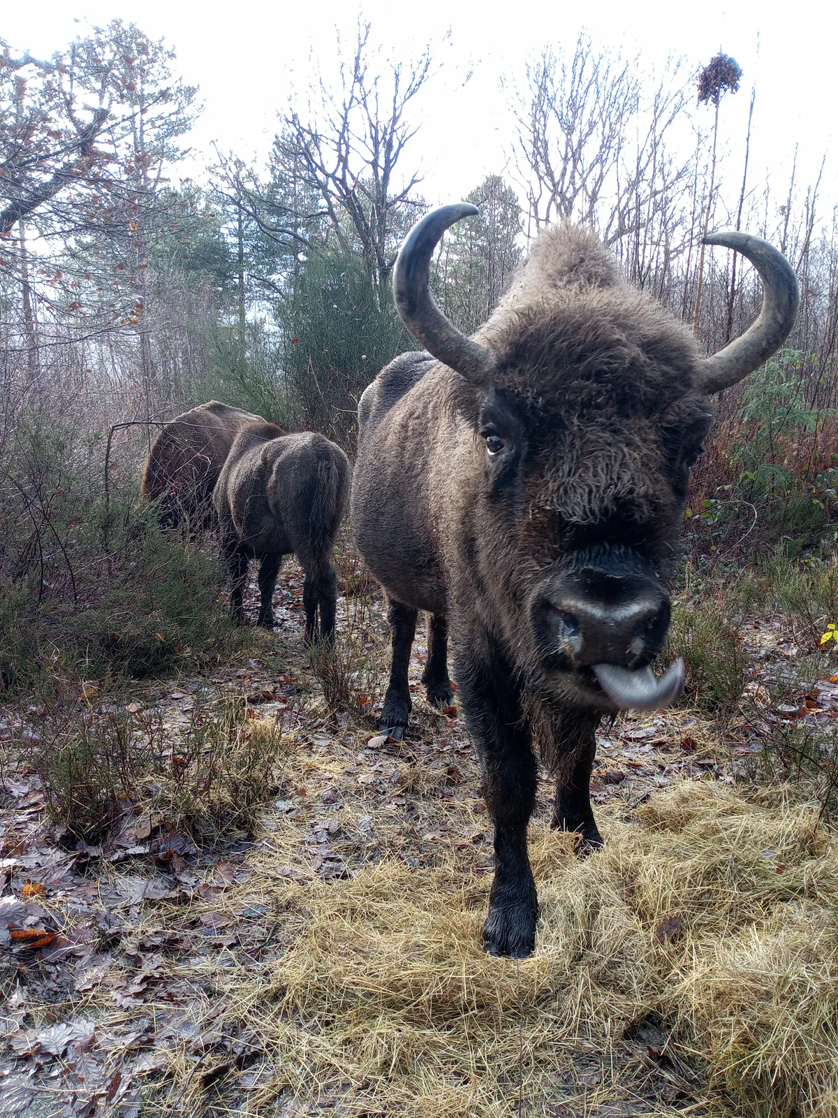 Bison in woodland