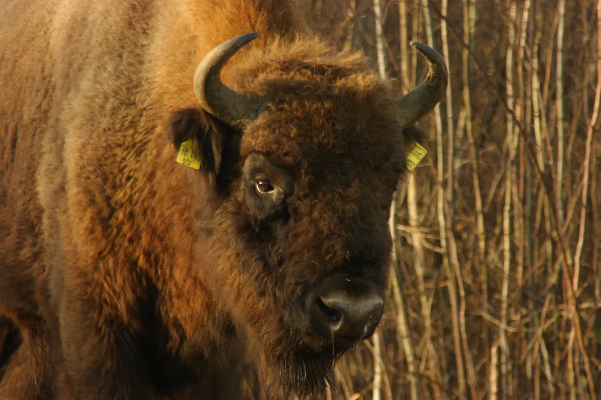 Bison calf in Kent woodlands