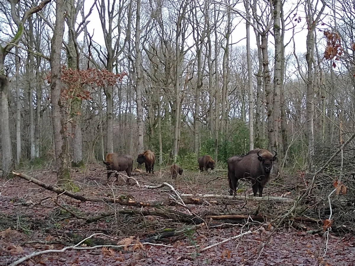 Herd of four bison in Blean woods in Kent