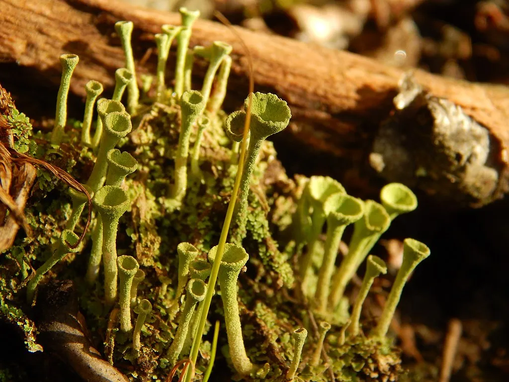 Cup lichen (Cladonia fimbriata)./Credit: Damien Simons, CC BY 4.0 , via Wikimedia Commons