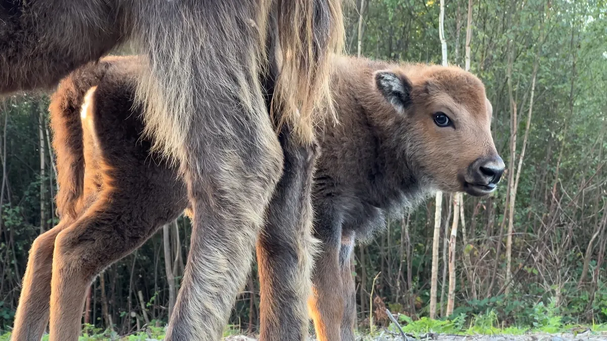 Newborn bison calf with its mother in Kent woodlands