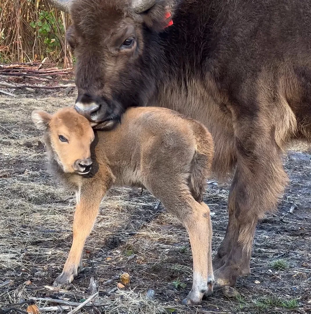 Newborn bison calf being nuzzled from behind by its mother in Kent woodlands