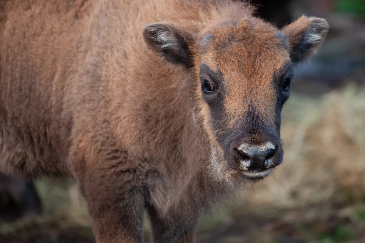 One month old bison calf in Kent woodland