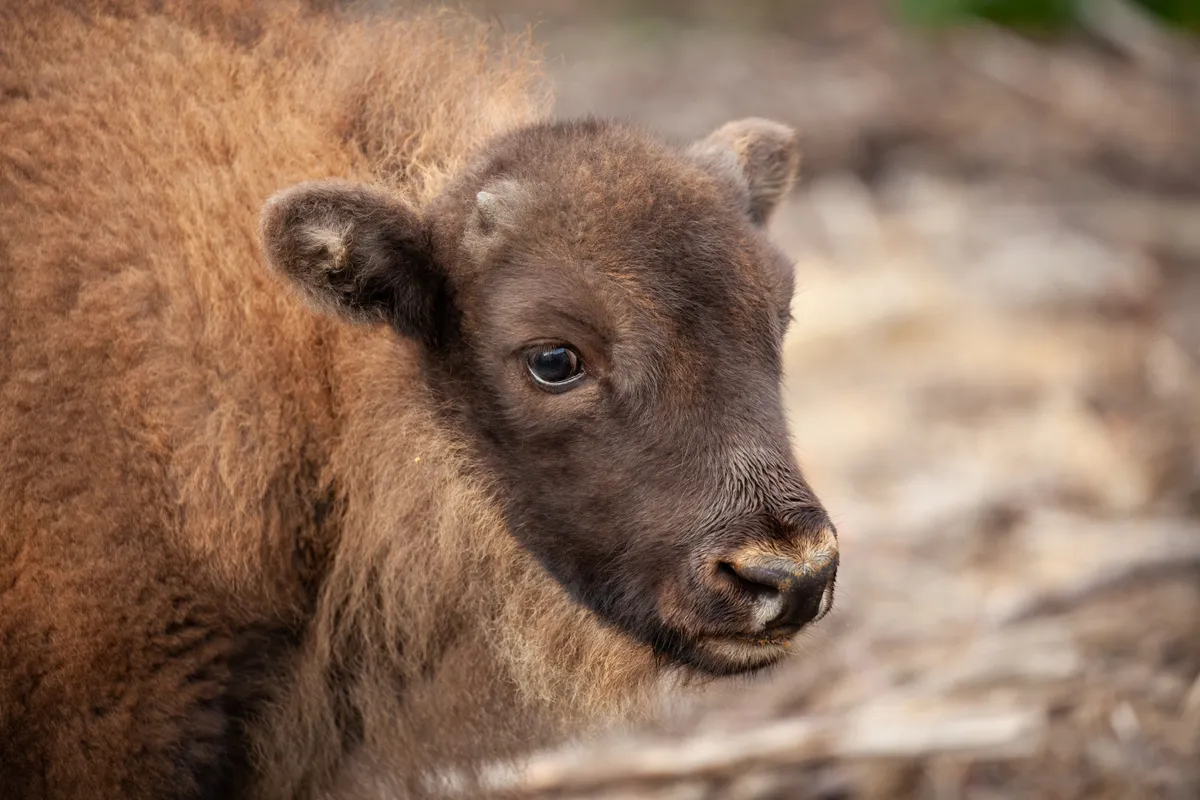 One month old bison calf in Kent woodlands