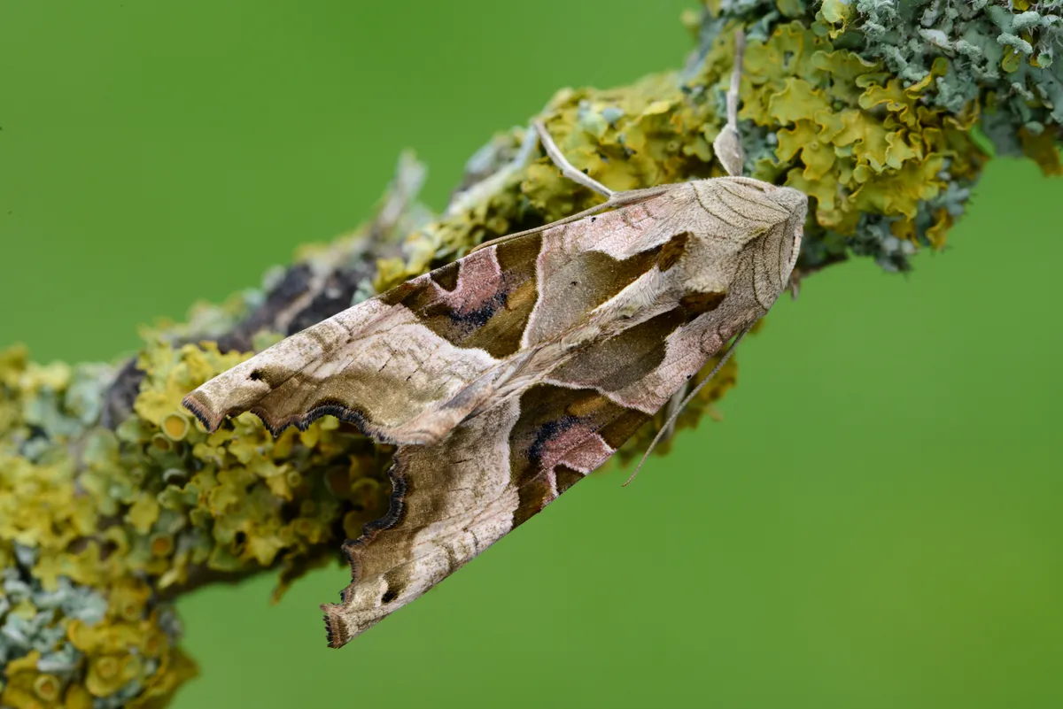 Angle shades moth on a twig