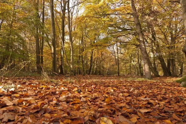 Autumn leaves and trees at Ashridge Estate in Hertfordshire