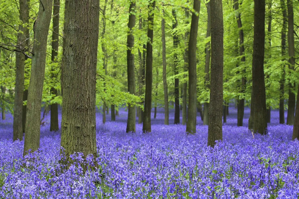 Bluebell flowers in woodlands at Ashridge Estate in Hertfordshire