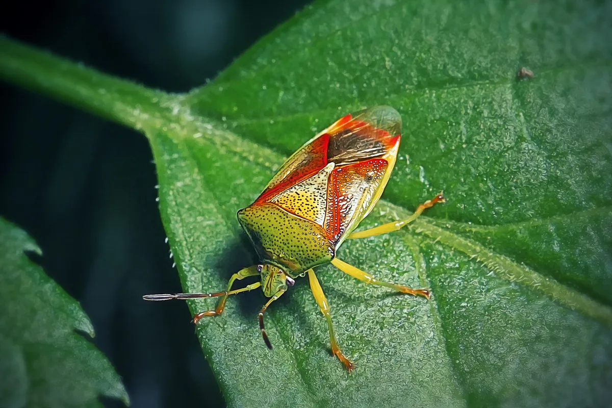 Birch shieldbug sitting on a leaf