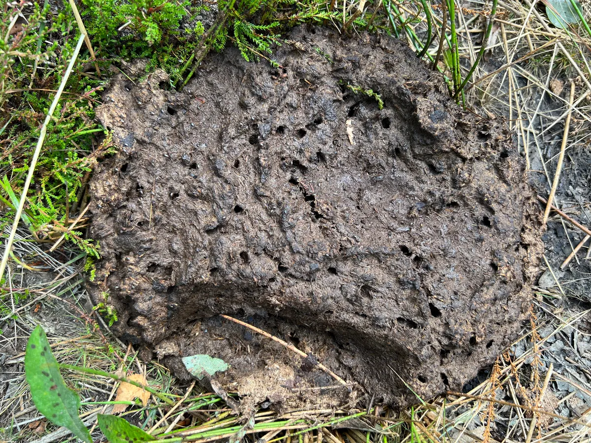 Close up of bison dung with holes marked in it where birds have been feeding off invertebrates