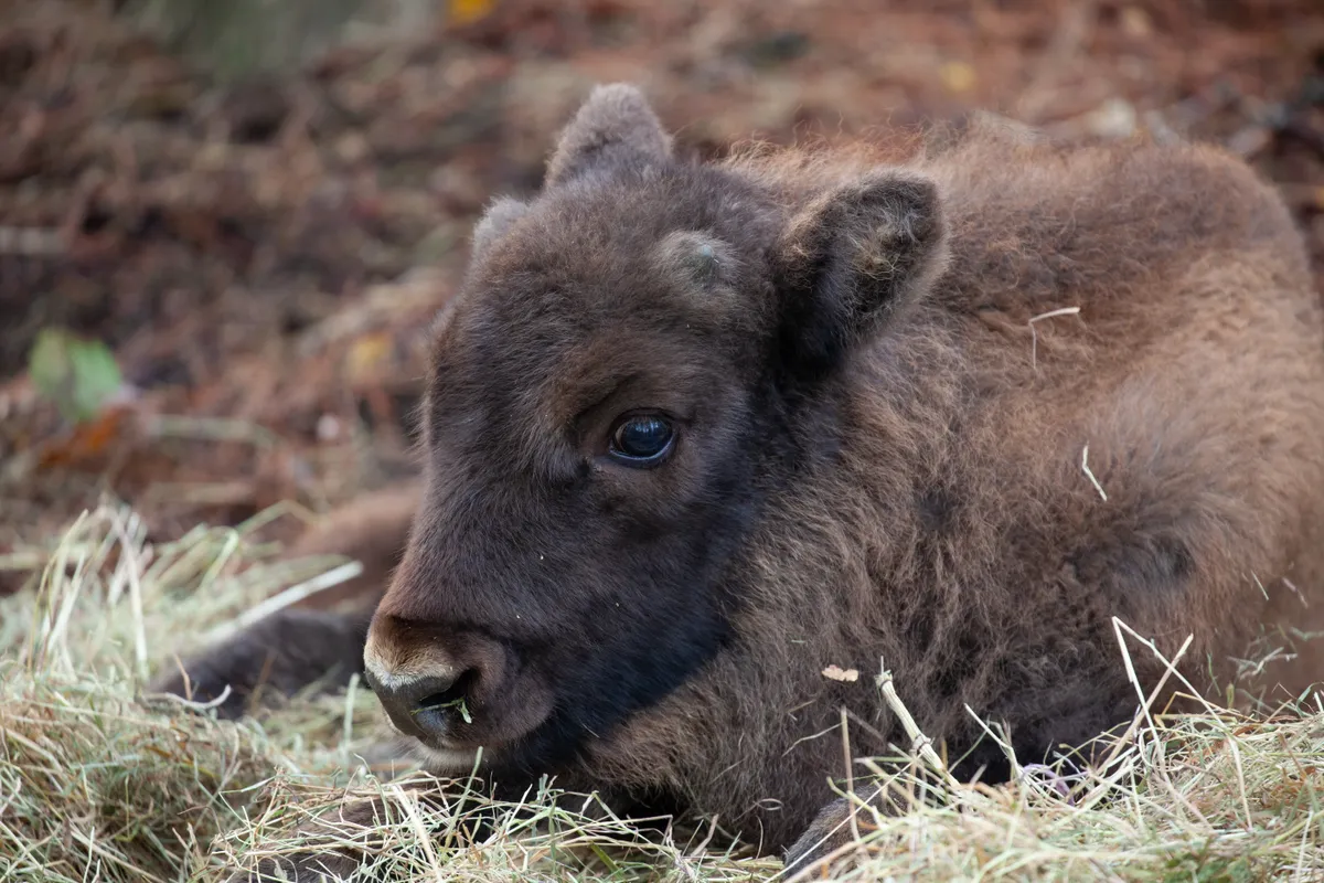 Bison calf in Kent woodland