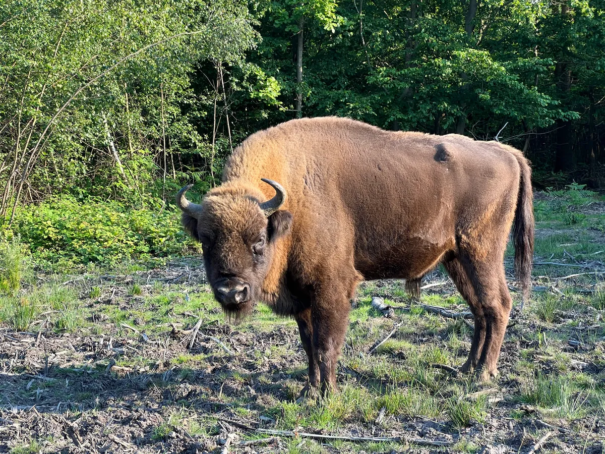 Bison bull in Kent woodland