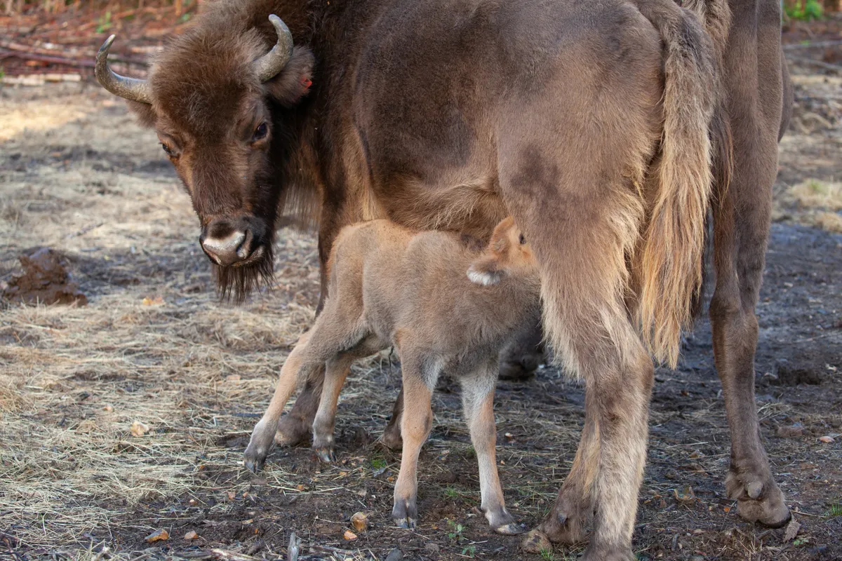 Bison calf feeding from its mother in Kent woodland