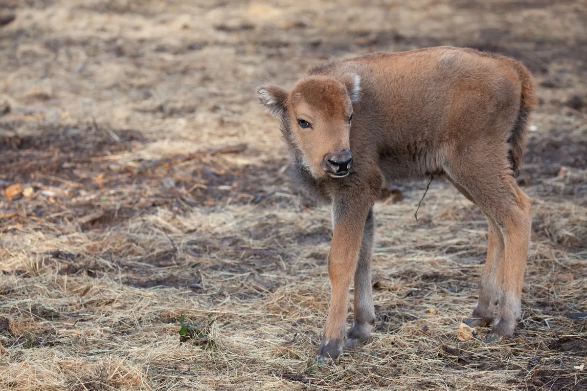 Newborn bison calf in Kent woodlands