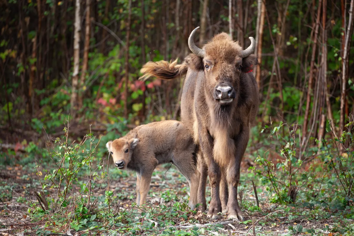 Bison calf and mother in Kent woodland
