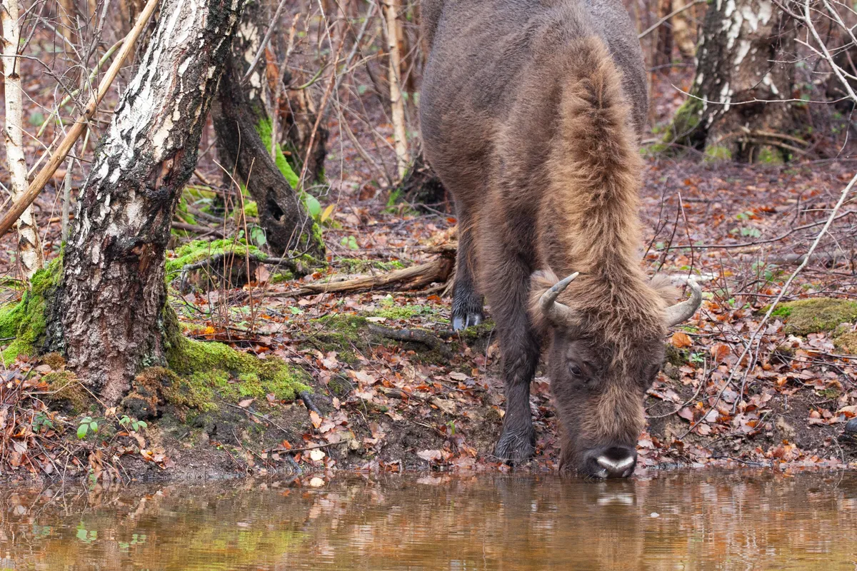 Bison drinking fresh water from a stream in Blean woodlands in Kent
