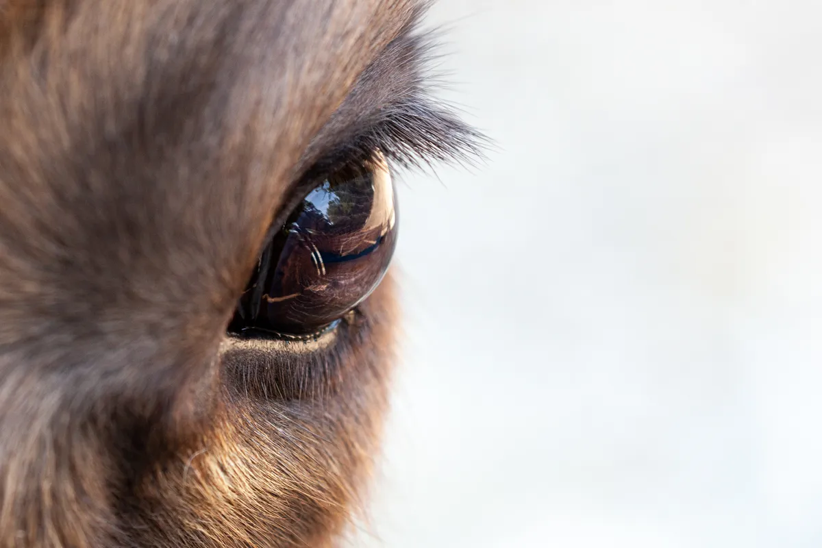 Close up of female bison eye in Kent woodlands