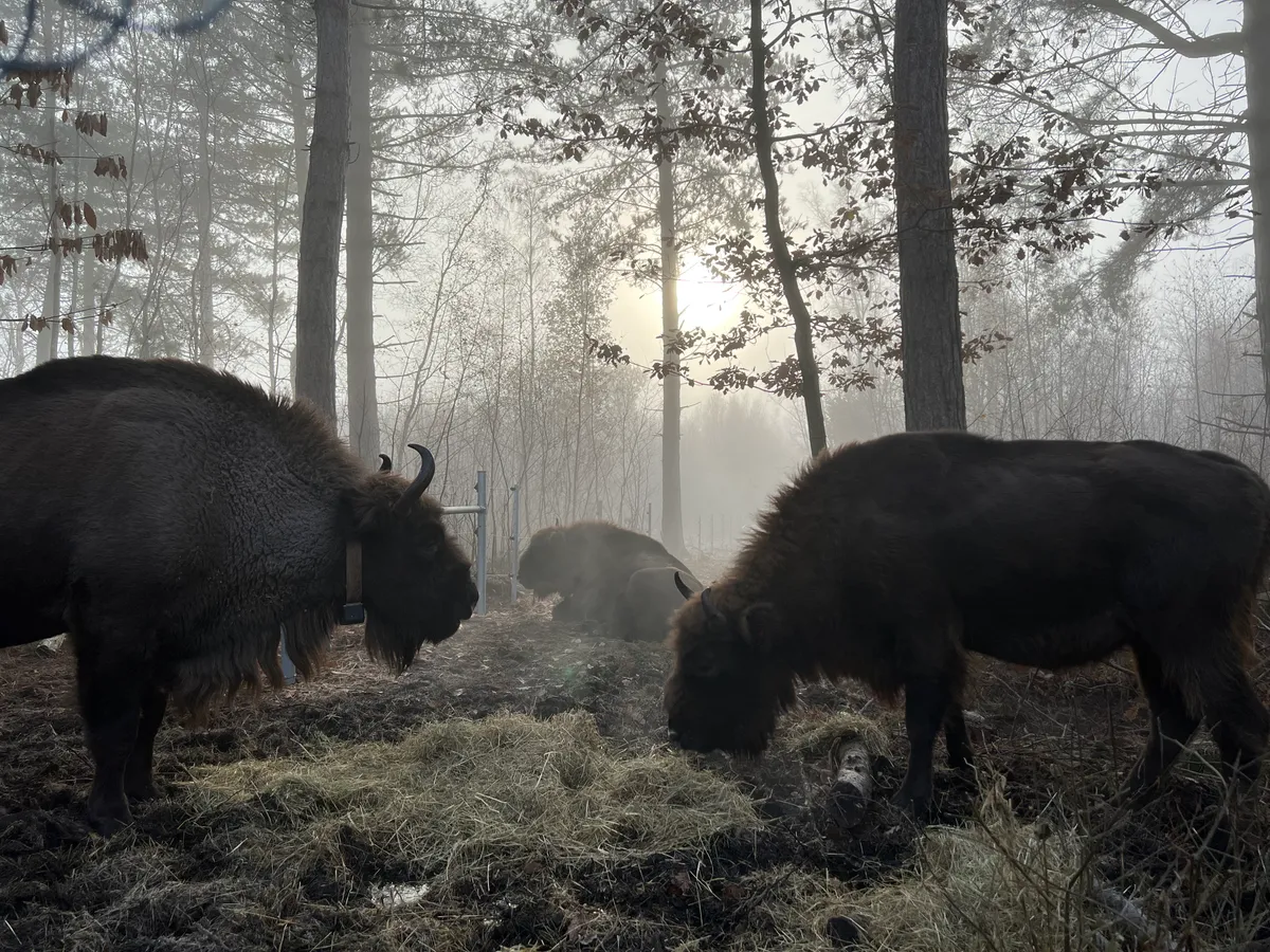 Herd of three bison in misty Kent woodlands