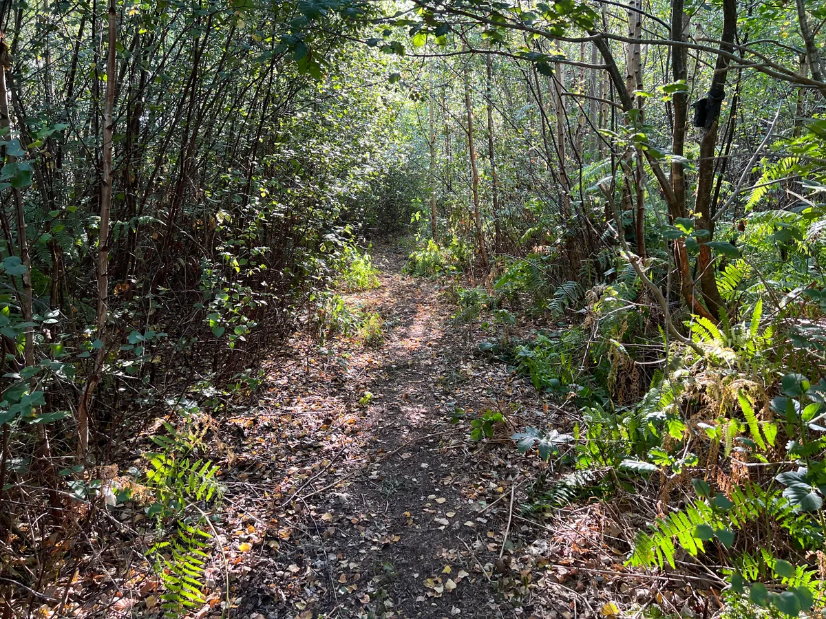 Woodland trail made by bison in Blean woods in Kent