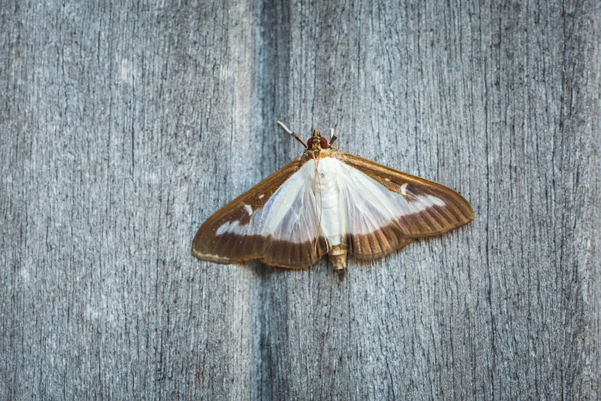 Box moth on a piece of wood
